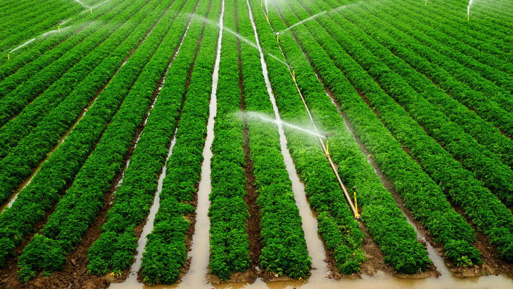 irrigation in a large field of crops